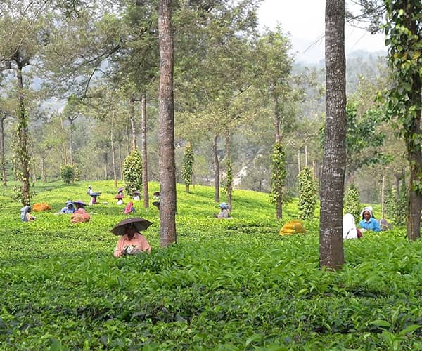 Periyar - Cochin